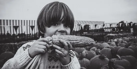 USDA APHIS Seeks Comments on GMO Maize Deregulation Extension